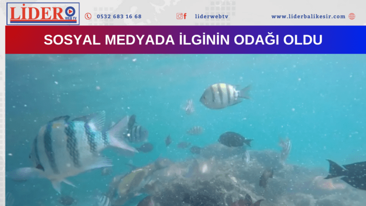Bunu yapmak için kilometrelerce yol gitti…