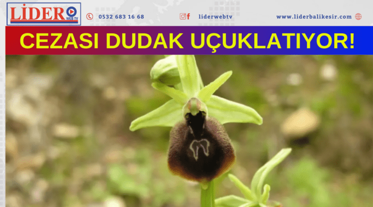 Bu çiçeği koparan yandı!