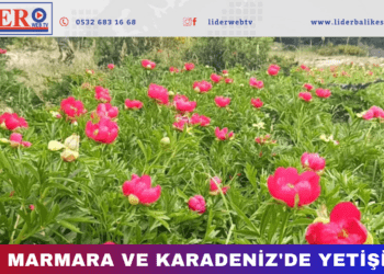 Koparmanın bedeli yarım milyon lira!