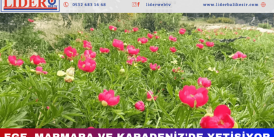Haber Genel Web Sitesi - 2025-05-26T145658.228