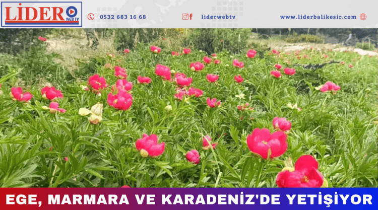 Koparmanın bedeli yarım milyon lira!