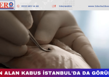 6 can alan kabus İstanbul’da da görüldü!