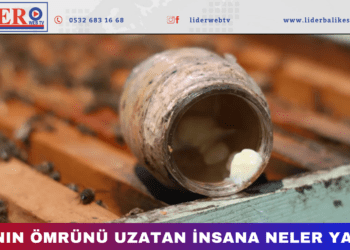 Çay kaşığı kadar ancak bedeli 45 bin TL!