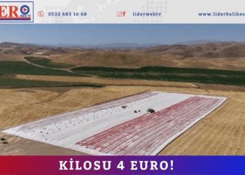 Kilosu 4 euro!