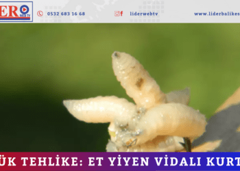 Büyük tehlike: Et yiyen vidalı kurtçuk