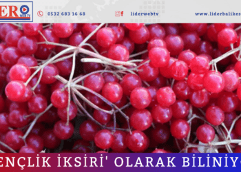 ‘Gençlik iksiri’ olarak biliniyor
