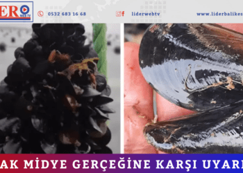 Kaçak midye gerçeğine karşı uyardı…