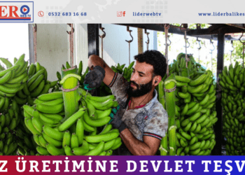 Muz üretimine devlet teşviki