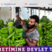 Muz üretimine devlet teşviki
