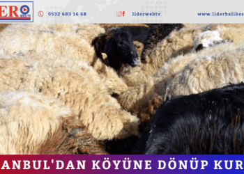 İstanbul’dan köyüne dönüp kurdu