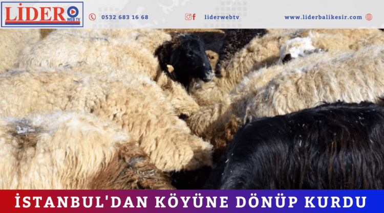 İstanbul’dan köyüne dönüp kurdu