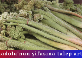 Anadolu’nun şifasına talep arttı!