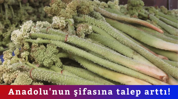Anadolu’nun şifasına talep arttı!
