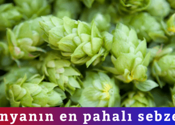 Türkiye’de çöpe gidiyor Avrupa’da 53 bine satılıyor!