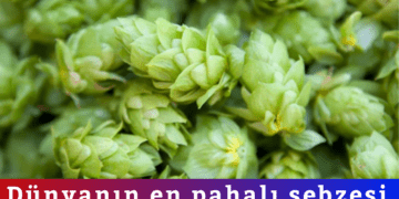 Türkiye’de çöpe gidiyor Avrupa’da 53 bine satılıyor!