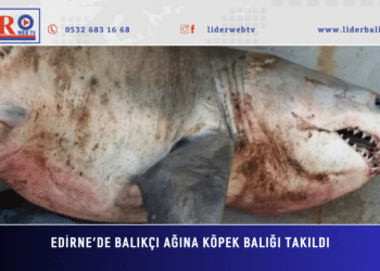 Edirne’de balıkçı ağına köpek balığı takıldı