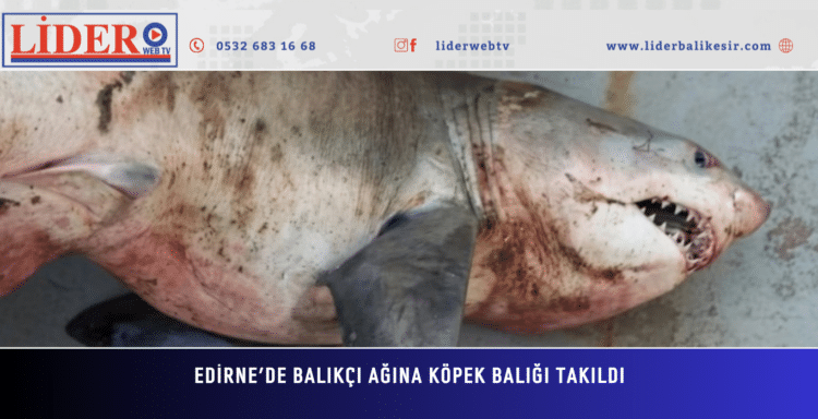 Edirne’de balıkçı ağına köpek balığı takıldı