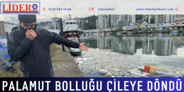 Palamut bolluğu çileye döndü