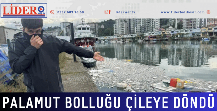 Palamut bolluğu çileye döndü