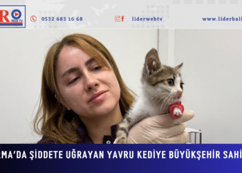 Bandırma’da Şiddete Uğrayan Yavru Kediye Büyükşehir Sahip Çıktı