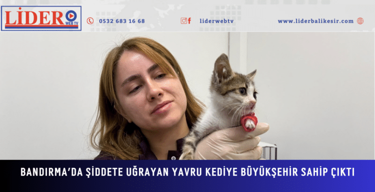 Bandırma’da Şiddete Uğrayan Yavru Kediye Büyükşehir Sahip Çıktı