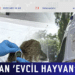 Korkutan ‘evcil hayvan’ detayı