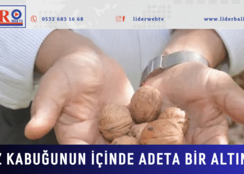 ‘Kabuğunun içinde adeta altın var’