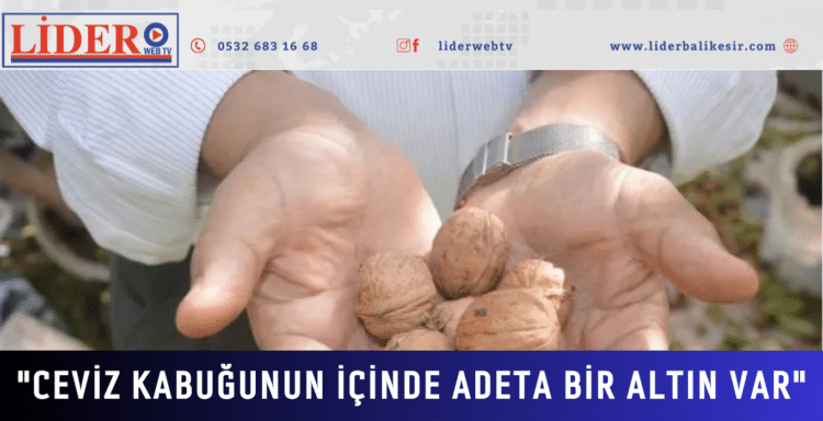 ‘Kabuğunun içinde adeta altın var’