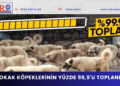 SOKAK KÖPEKLERİNİN YÜZDE 99,9’U TOPLANDI