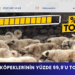 SOKAK KÖPEKLERİNİN YÜZDE 99,9’U TOPLANDI