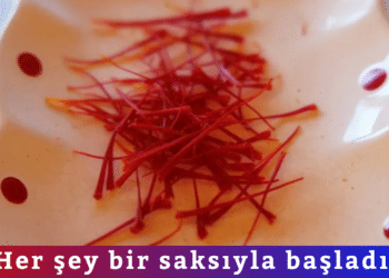 Her şey bir saksıyla başladı