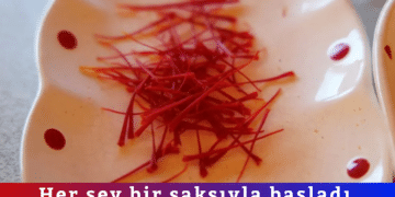 Her şey bir saksıyla başladı