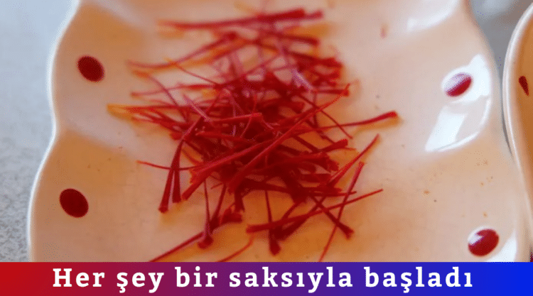 Her şey bir saksıyla başladı